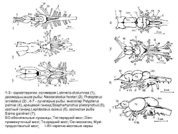1 -3 - саркоптеригии: латимерия Latimeria chalumnae (1), двоякодышащие рыбы: Neoceratodus forsteri (2), Protopterus