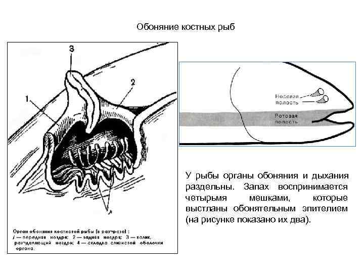 Обоняние костных рыб    У рыбы органы обоняния и дыхания  раздельны.