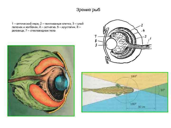     Зрение рыб  1 – оптический нерв, 2 – ганглиозные