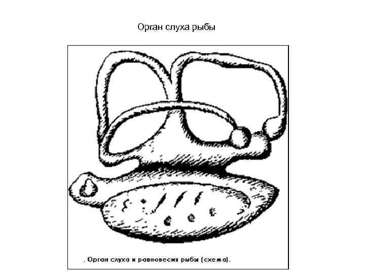 Орган слуха рыбы 