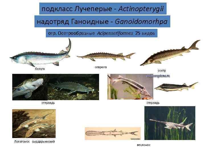     подкласс Лучеперые - Actinopterygii   надотряд Ганоидные - Ganoidomorhpa