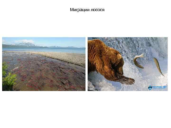 Миграции лосося 