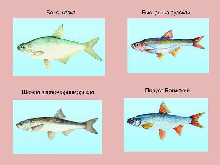   Белоглазка   Быстрянка русская Шемая азово-черноморская  Подуст Волжский 