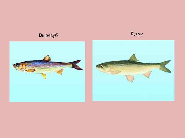 Вырезуб  Кутум 