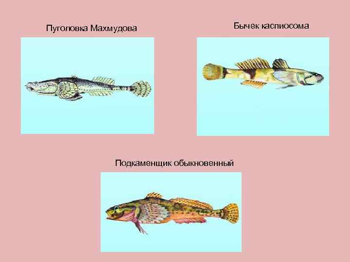 Пуголовка Махмудова   Бычек каспиосома    Подкаменщик обыкновенный 