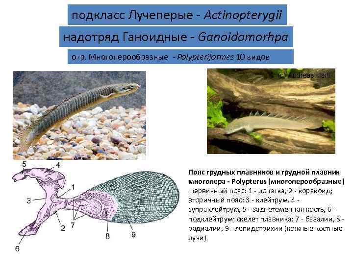  подкласс Лучеперые - Actinopterygii надотряд Ганоидные - Ganoidomorhpa отр. Многоперообразные - Polypteriformes 10