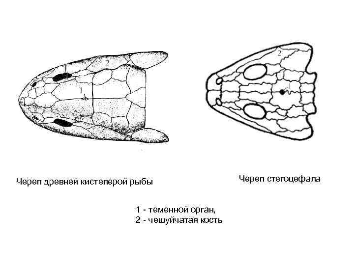Череп древней кистеперой рыбы    Череп стегоцефала     