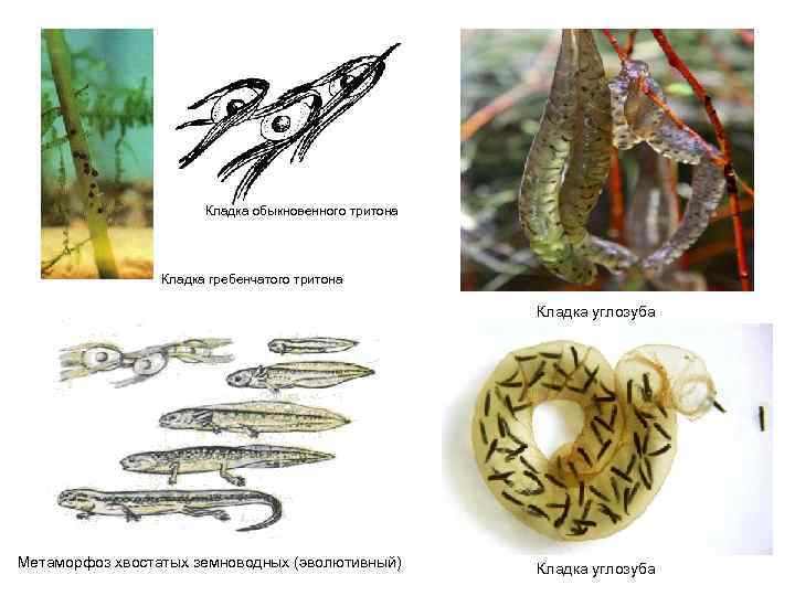     Кладка обыкновенного тритона     Кладка гребенчатого тритона