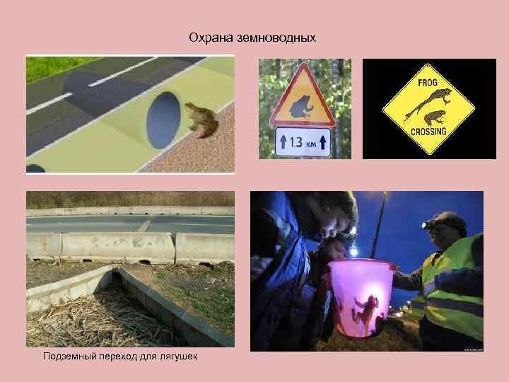       Охрана земноводных Подземный переход для лягушек 