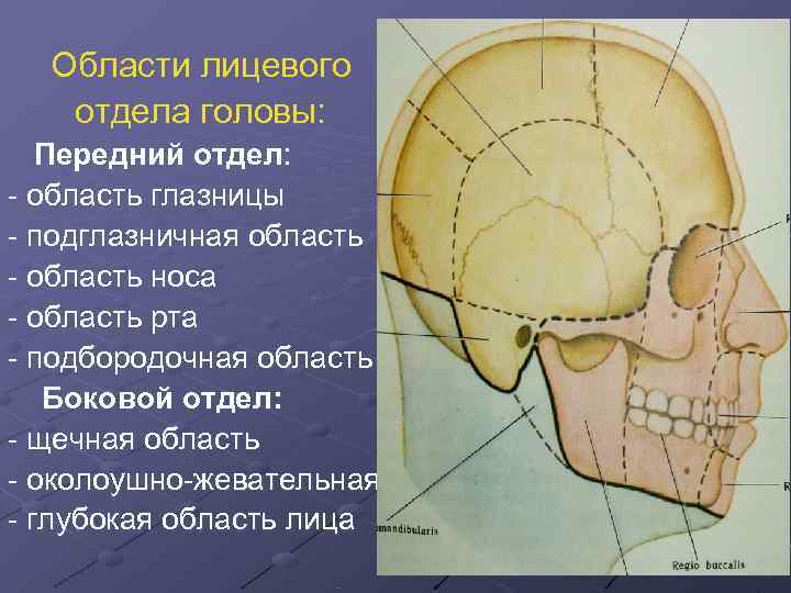 Области лицевого отдела головы: Передний отдел: - область глазницы - подглазничная область Области лицевого отдела головы: Передний отдел: - область глазницы - подглазничная область