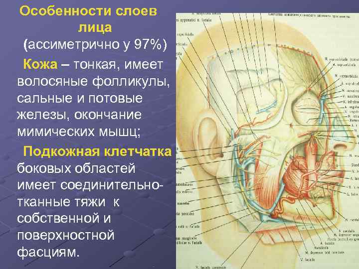 Особенности слоев лица (ассиметрично у 97%) Кожа – тонкая, имеет волосяные фолликулы, Особенности слоев лица (ассиметрично у 97%) Кожа – тонкая, имеет волосяные фолликулы,