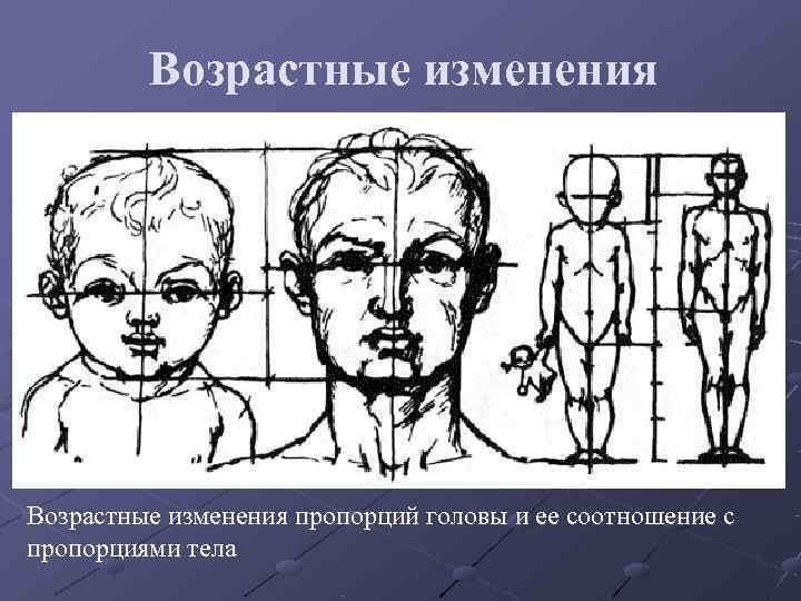 Голова взрослого человека. Пропорции ребенка иивзрослого. Пропорции головы ребенка и взрослого. Возрастные изменения пропорций тела. Возрастные изменения пропорций головы.