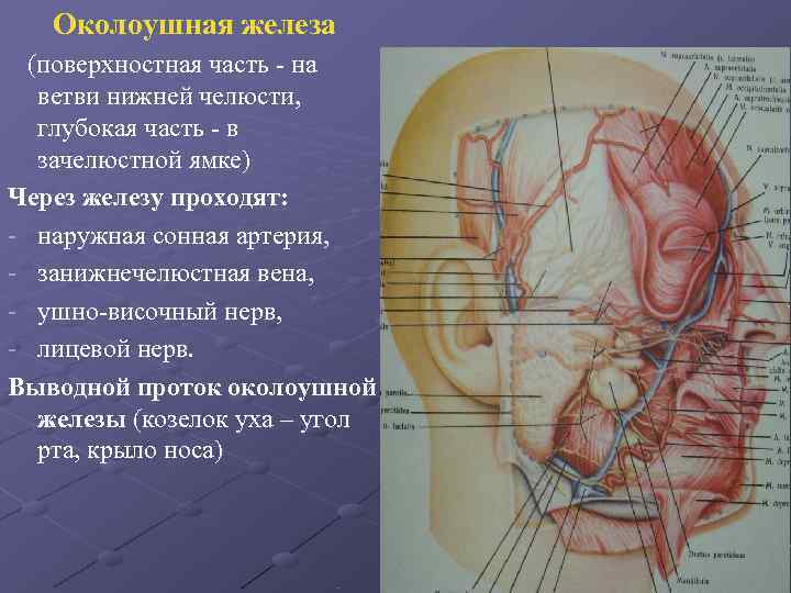 Область околоушной железы. Топографическая анатомия в области околоушной железы. Щечная область топографическая анатомия слои. Анатомия вен околоушной железы. Околоушно-жевательная область схема.