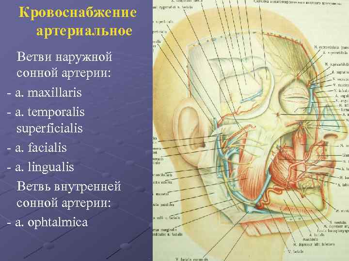 Кровоснабжение артериальное Ветви наружной сонной артерии: - a. maxillaris - Кровоснабжение артериальное Ветви наружной сонной артерии: - a. maxillaris -