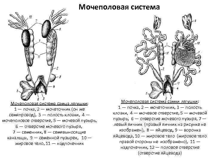        Мочеполовая система самца лягушки:   Мочеполовая