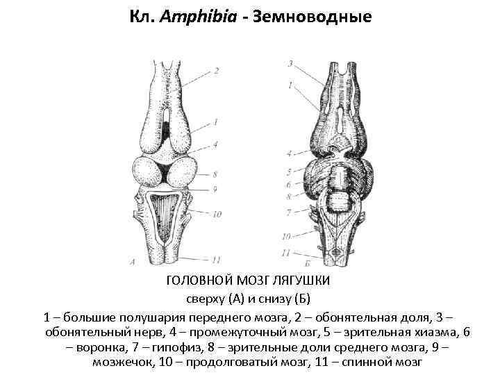    Кл. Amphibia - Земноводные     ГОЛОВНОЙ МОЗГ ЛЯГУШКИ