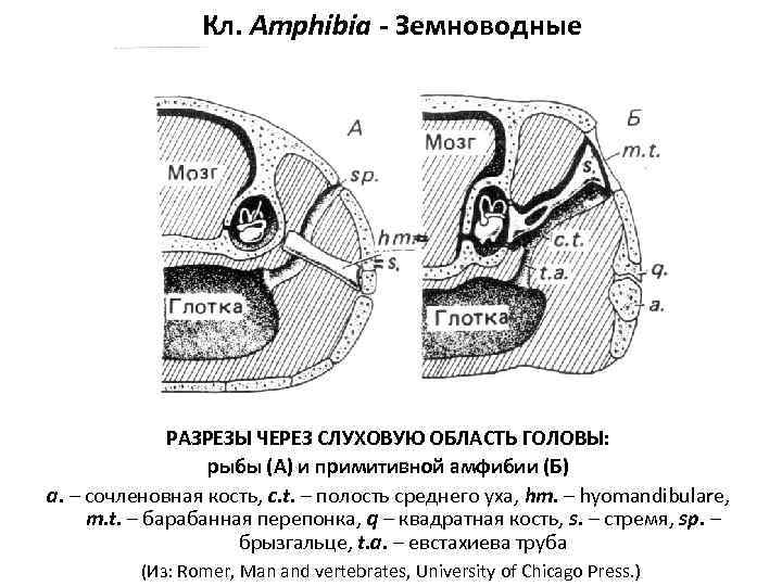     Кл. Amphibia - Земноводные    РАЗРЕЗЫ ЧЕРЕЗ СЛУХОВУЮ