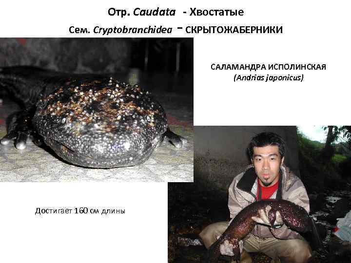      Отр. Caudata - Хвостатые   Сем. Cryptobranchidea -