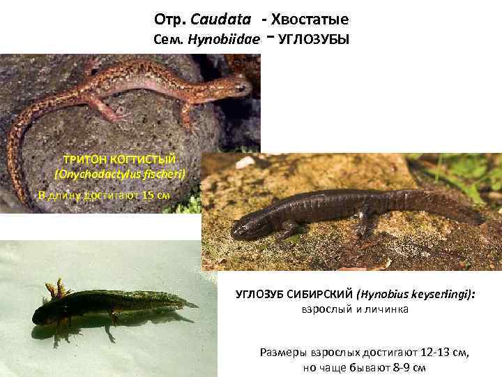      Отр. Caudata - Хвостатые    - 