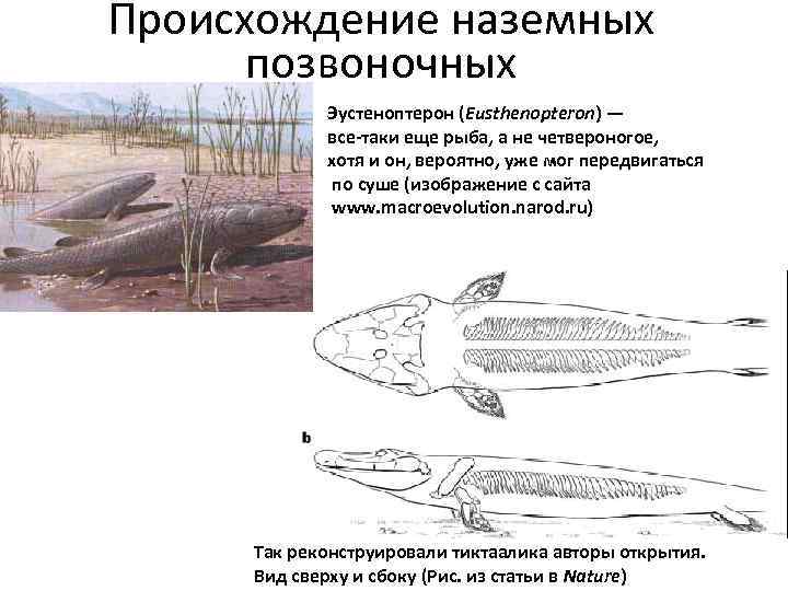Происхождение наземных  позвоночных   Эустеноптерон (Eusthenopteron) —    все-таки еще