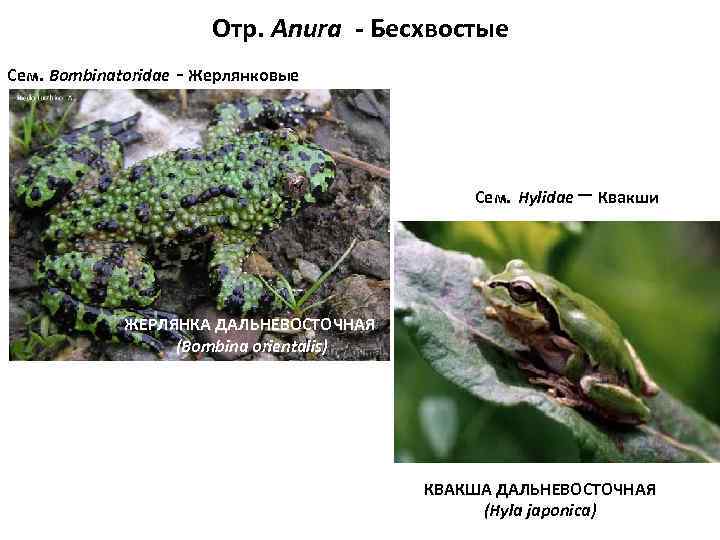     Отр. Anura - Бесхвостые Сем. Bombinatoridae - Жерлянковые  