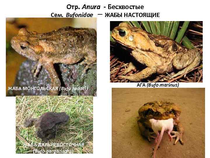      Отр. Anura - Бесхвостые   Сем. Bufonidae –