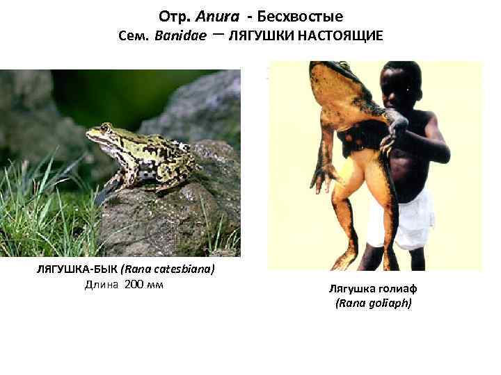     Отр. Anura - Бесхвостые   Сем. Banidae  –