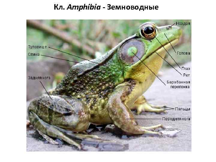 Кл. Amphibia - Земноводные 