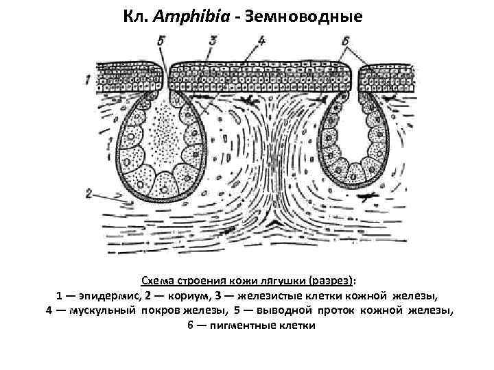  Кл. Amphibia - Земноводные     Схема строения кожи лягушки