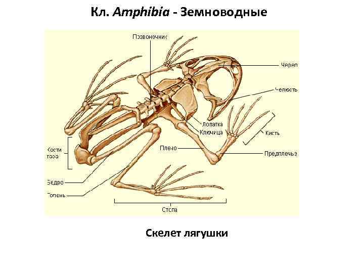 Кл. Amphibia - Земноводные   Скелет лягушки 