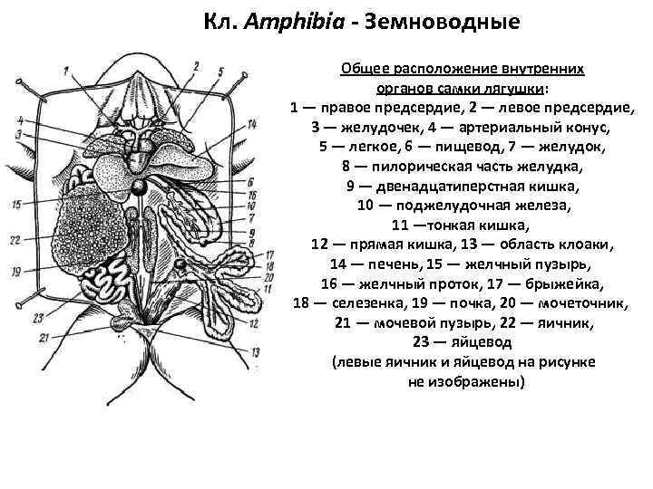 Кл. Amphibia - Земноводные    Общее расположение внутренних    органов