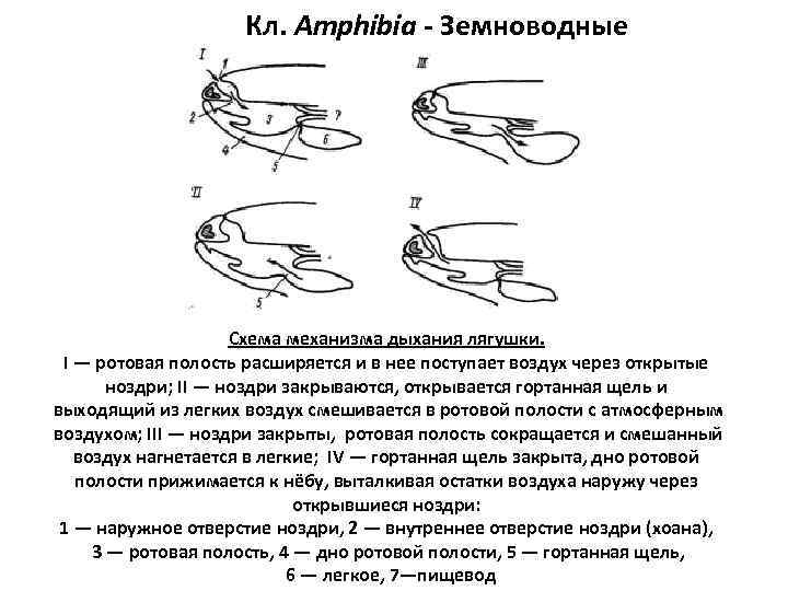      Кл. Amphibia - Земноводные     