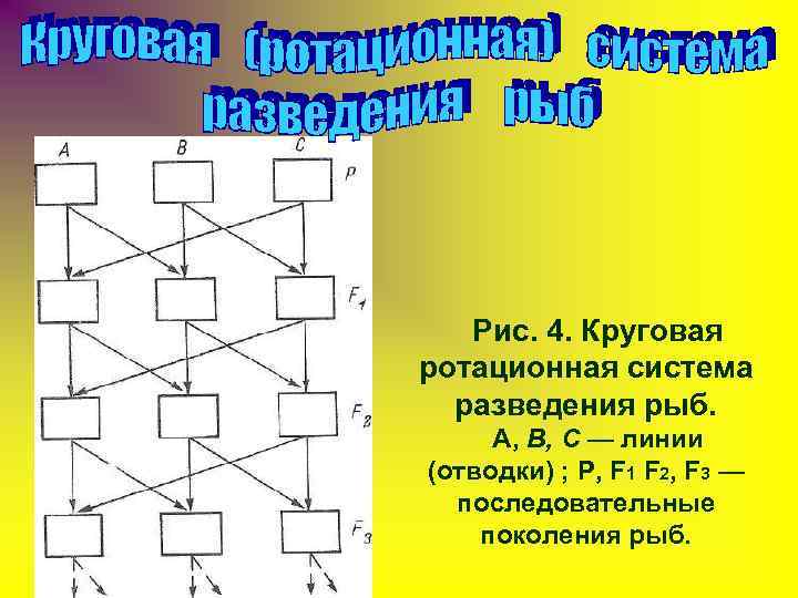   Рис. 4. Круговая ротационная система  разведения рыб.  А, В, С