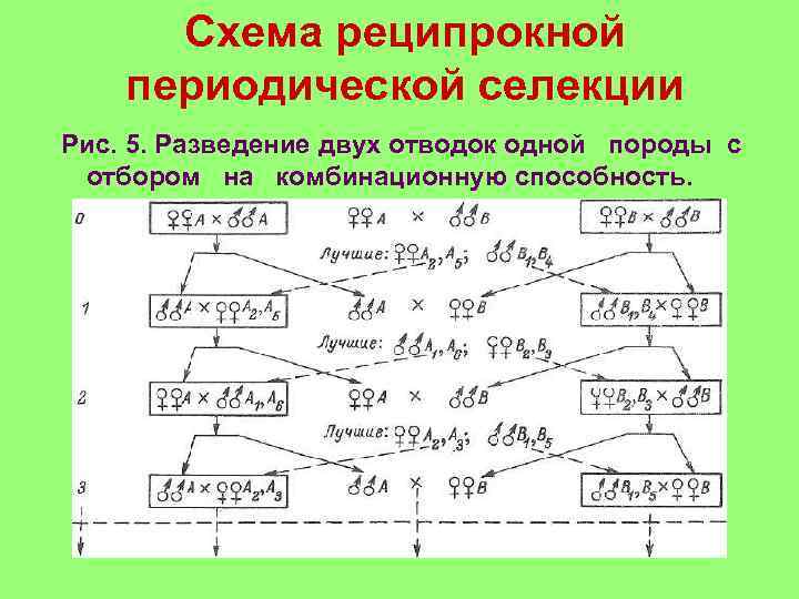 Реципрокное скрещивание схема