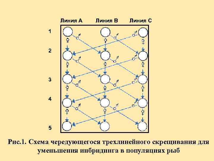     Линия А  Линия B  Линия C  1