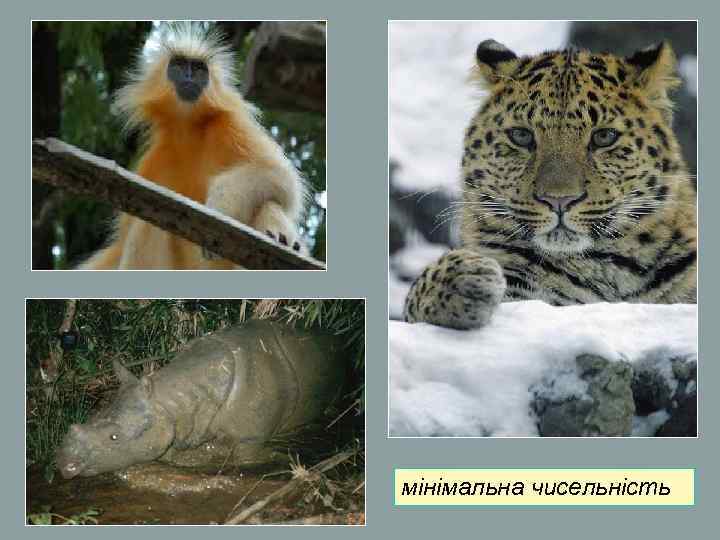 мінімальна чисельність мінімальна чисельність