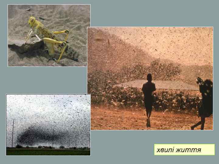 хвилі життя хвилі життя