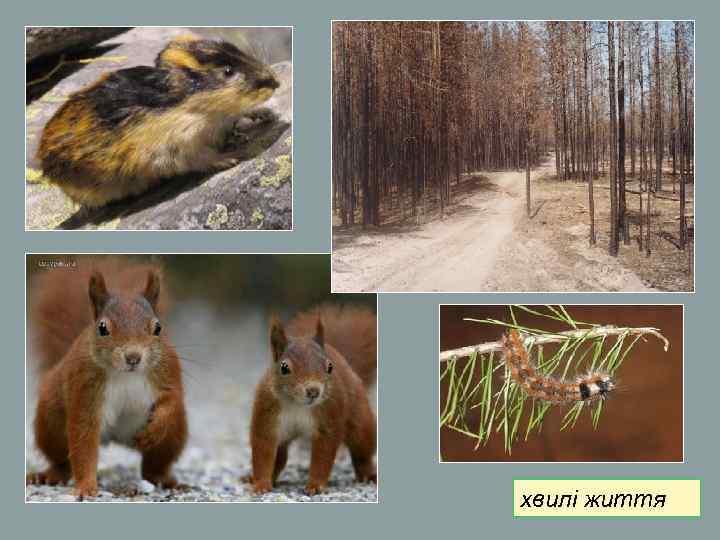 хвилі життя хвилі життя