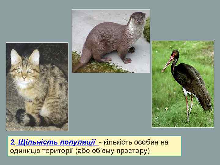 2. Щільність популяції - кількість особин на одиницю території (або об’єму простору) 2. Щільність популяції - кількість особин на одиницю території (або об’єму простору)