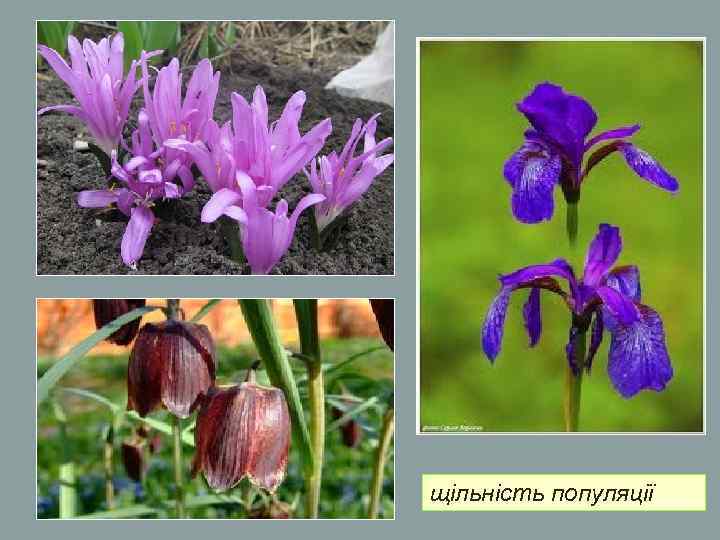 щільність популяції щільність популяції