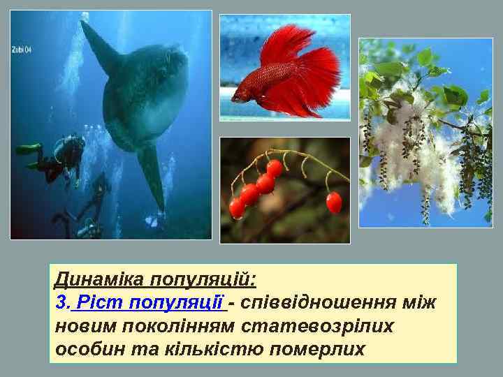 Динаміка популяцій: 3. Ріст популяції - співвідношення між новим поколінням статевозрілих особин та кількістю Динаміка популяцій: 3. Ріст популяції - співвідношення між новим поколінням статевозрілих особин та кількістю