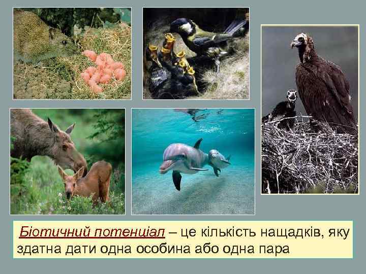 Біотичний потенціал – це кількість нащадків, яку здатна дати одна особина або одна пара Біотичний потенціал – це кількість нащадків, яку здатна дати одна особина або одна пара