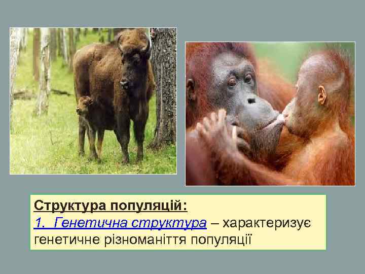 Структура популяцій: 1. Генетична структура – характеризує генетичне різноманіття популяції Структура популяцій: 1. Генетична структура – характеризує генетичне різноманіття популяції