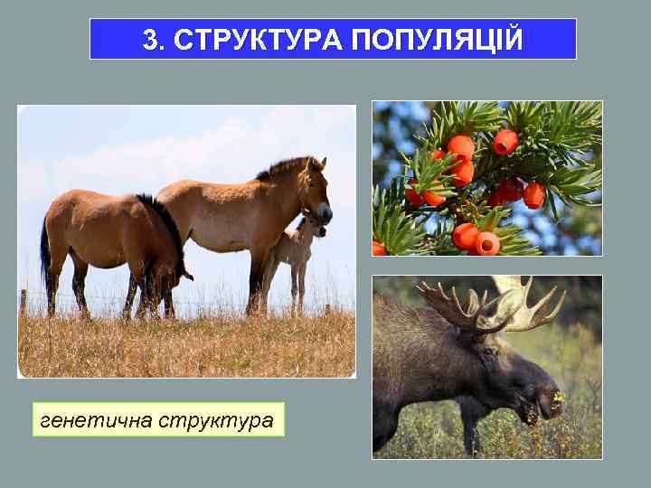 3. СТРУКТУРА ПОПУЛЯЦІЙ генетична структура 3. СТРУКТУРА ПОПУЛЯЦІЙ генетична структура