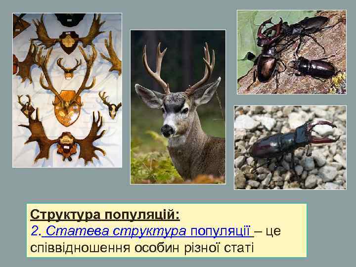 Структура популяцій: 2. Статева структура популяції – це співвідношення особин різної статі Структура популяцій: 2. Статева структура популяції – це співвідношення особин різної статі