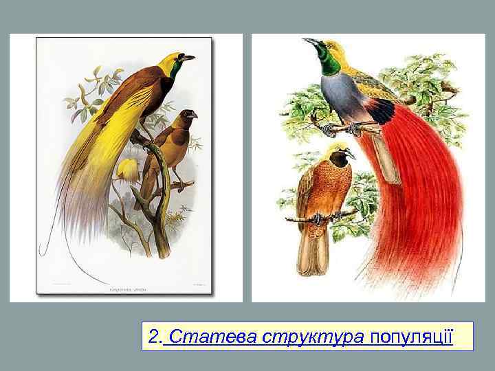 2. Статева структура популяції 2. Статева структура популяції