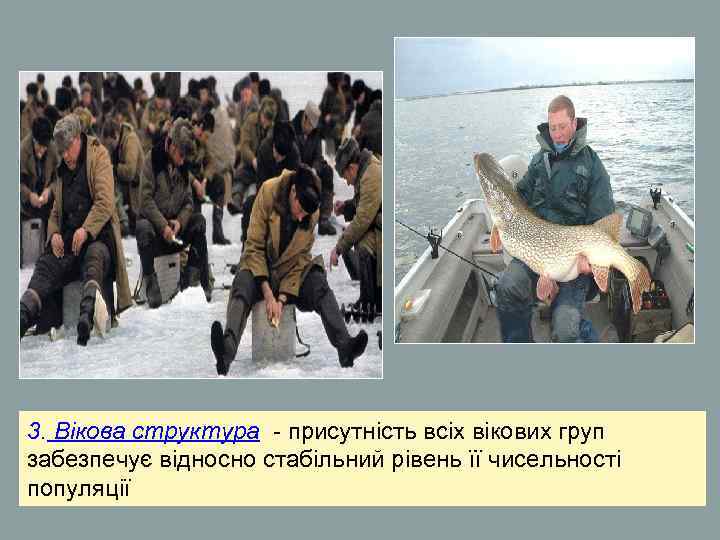 3. Вікова структура - присутність всіх вікових груп забезпечує відносно стабільний рівень її чисельності 3. Вікова структура - присутність всіх вікових груп забезпечує відносно стабільний рівень її чисельності