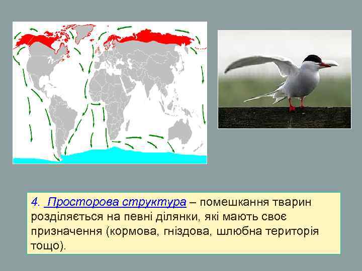4. Просторова структура – помешкання тварин розділяється на певні ділянки, які мають своє призначення 4. Просторова структура – помешкання тварин розділяється на певні ділянки, які мають своє призначення