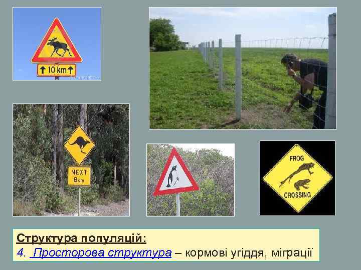 Структура популяцій: 4. Просторова структура – кормові угіддя, міграції Структура популяцій: 4. Просторова структура – кормові угіддя, міграції