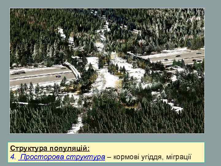Структура популяцій: 4. Просторова структура – кормові угіддя, міграції Структура популяцій: 4. Просторова структура – кормові угіддя, міграції